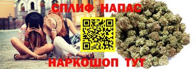 сатива Гай